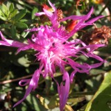 1109F 197 Reiherbach Tal